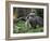 National Zoological Park: Giant Anteater-null-Framed Photographic Print