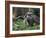 National Zoological Park: Giant Anteater-null-Framed Photographic Print