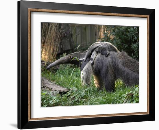 National Zoological Park: Giant Anteater-null-Framed Photographic Print