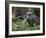 National Zoological Park: Giant Anteater-null-Framed Photographic Print