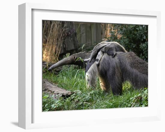 National Zoological Park: Giant Anteater-null-Framed Photographic Print