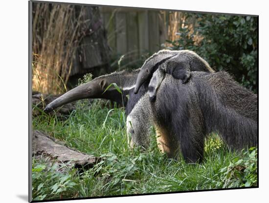 National Zoological Park: Giant Anteater-null-Mounted Photographic Print