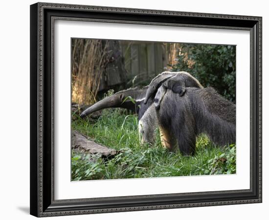 National Zoological Park: Giant Anteater-null-Framed Photographic Print