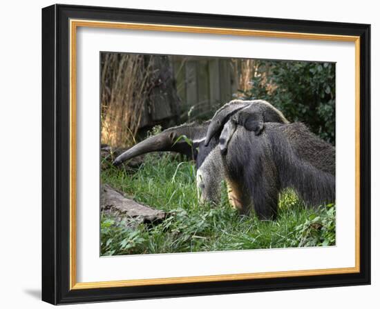 National Zoological Park: Giant Anteater-null-Framed Photographic Print