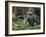 National Zoological Park: Giant Anteater-null-Framed Photographic Print