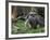 National Zoological Park: Giant Anteater-null-Framed Photographic Print