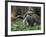 National Zoological Park: Giant Anteater-null-Framed Photographic Print