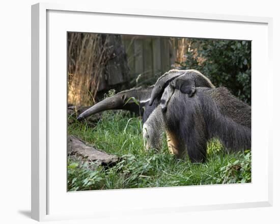 National Zoological Park: Giant Anteater-null-Framed Photographic Print