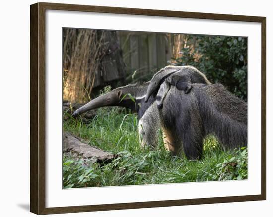 National Zoological Park: Giant Anteater-null-Framed Photographic Print