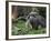 National Zoological Park: Giant Anteater-null-Framed Photographic Print