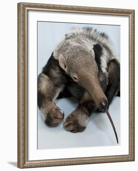 National Zoological Park: Giant Anteater-null-Framed Photographic Print