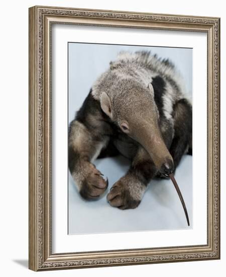 National Zoological Park: Giant Anteater-null-Framed Photographic Print