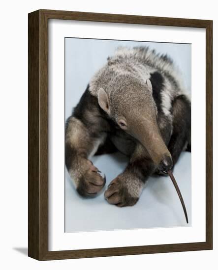 National Zoological Park: Giant Anteater-null-Framed Photographic Print