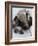 National Zoological Park: Giant Anteater-null-Framed Photographic Print