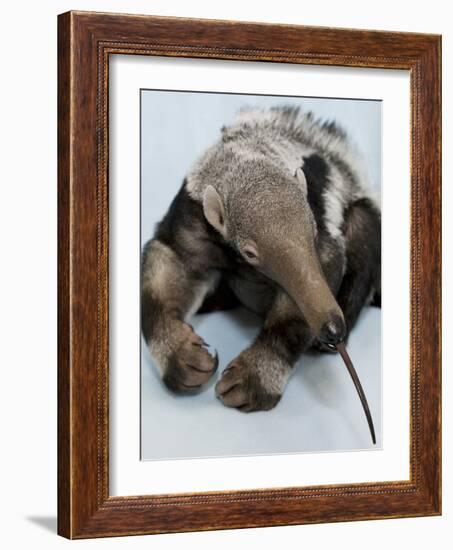 National Zoological Park: Giant Anteater-null-Framed Photographic Print