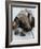 National Zoological Park: Giant Anteater-null-Framed Photographic Print