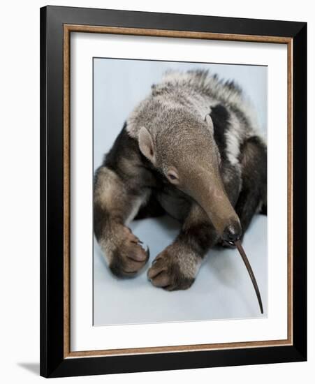 National Zoological Park: Giant Anteater-null-Framed Photographic Print