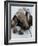 National Zoological Park: Giant Anteater-null-Framed Photographic Print