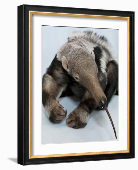 National Zoological Park: Giant Anteater-null-Framed Photographic Print