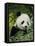 National Zoological Park: Giant Panda-null-Framed Premier Image Canvas