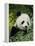 National Zoological Park: Giant Panda-null-Framed Premier Image Canvas