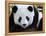 National Zoological Park: Giant Panda-null-Framed Premier Image Canvas