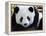 National Zoological Park: Giant Panda-null-Framed Premier Image Canvas