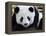 National Zoological Park: Giant Panda-null-Framed Premier Image Canvas