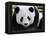 National Zoological Park: Giant Panda-null-Framed Premier Image Canvas