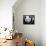 National Zoological Park: Giant Panda-null-Framed Premier Image Canvas displayed on a wall