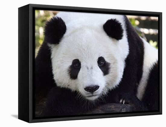 National Zoological Park: Giant Panda-null-Framed Premier Image Canvas