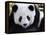 National Zoological Park: Giant Panda-null-Framed Premier Image Canvas