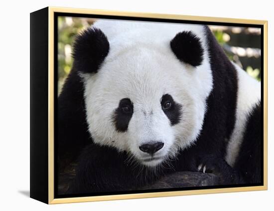 National Zoological Park: Giant Panda-null-Framed Premier Image Canvas