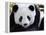 National Zoological Park: Giant Panda-null-Framed Premier Image Canvas