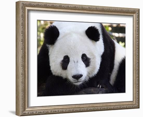 National Zoological Park: Giant Panda-null-Framed Premium Photographic Print