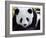 National Zoological Park: Giant Panda-null-Framed Premium Photographic Print