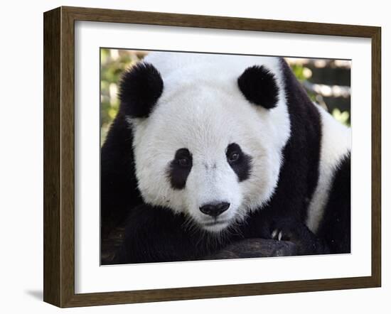 National Zoological Park: Giant Panda-null-Framed Premium Photographic Print