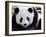 National Zoological Park: Giant Panda-null-Framed Premium Photographic Print