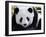 National Zoological Park: Giant Panda-null-Framed Premium Photographic Print
