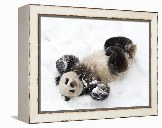 National Zoological Park: Giant Panda-null-Framed Premier Image Canvas