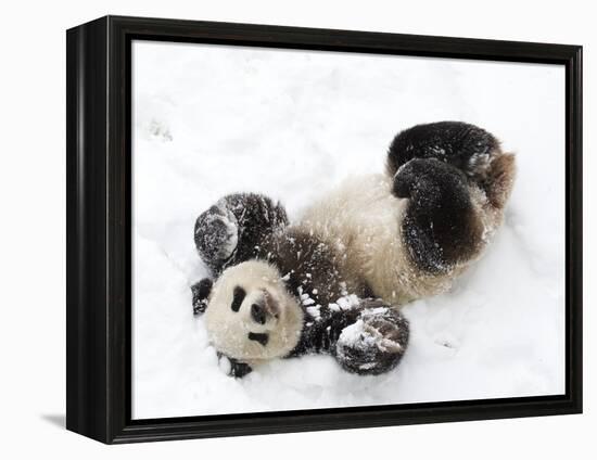 National Zoological Park: Giant Panda-null-Framed Premier Image Canvas