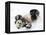 National Zoological Park: Giant Panda-null-Framed Premier Image Canvas