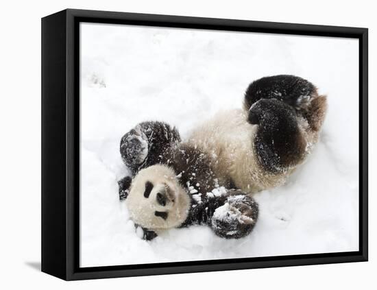 National Zoological Park: Giant Panda-null-Framed Premier Image Canvas