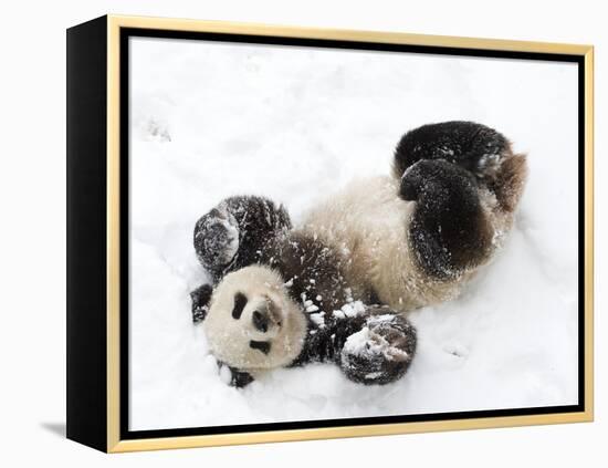 National Zoological Park: Giant Panda-null-Framed Premier Image Canvas