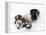 National Zoological Park: Giant Panda-null-Framed Premier Image Canvas