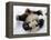 National Zoological Park: Giant Panda-null-Framed Premier Image Canvas