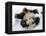 National Zoological Park: Giant Panda-null-Framed Premier Image Canvas