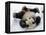 National Zoological Park: Giant Panda-null-Framed Premier Image Canvas