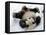 National Zoological Park: Giant Panda-null-Framed Premier Image Canvas