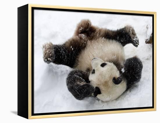 National Zoological Park: Giant Panda-null-Framed Premier Image Canvas